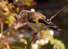 goldfinch_170808g.jpg