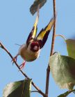 Filename=goldfinch_170808h.jpg
Filesize=201KB
Dimensions=622x800
Date added=Nov 11, 2008 goldfinch_170808h.jpg