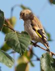 Filename=goldfinch_170808j.jpg
Filesize=189KB
Dimensions=625x800
Date added=Nov 11, 2008 goldfinch_170808j.jpg