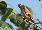 Filename=goldfinch_170808k.jpg
Filesize=224KB
Dimensions=800x579
Date added=Nov 11, 2008 goldfinch_170808k.jpg