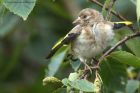 goldfinch_170813a.jpg