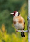 Filename=goldfinch_180410d.jpg
Filesize=257KB
Dimensions=571x800
Date added=Apr 20, 2010 goldfinch_180410d.jpg