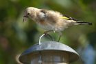 goldfinch_180813b.jpg