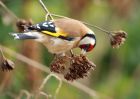 goldfinch_190210c.jpg