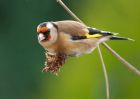 goldfinch_190210h.jpg