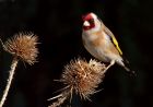 goldfinch_190411a.jpg