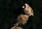 goldfinch_190411b.jpg