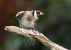 goldfinch_190511b.jpg