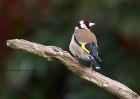 goldfinch_190511c.jpg