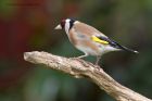 goldfinch_190511e.jpg