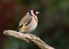 goldfinch_190511h.jpg