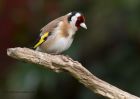 goldfinch_190511j.jpg