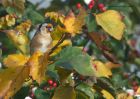 goldfinch_201010a.jpg