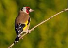 Filename=goldfinch_210410c.jpg
Filesize=215KB
Dimensions=1000x714
Date added=Apr 21, 2010 goldfinch_210410c.jpg