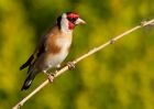 Filename=goldfinch_210410e.jpg
Filesize=204KB
Dimensions=1000x714
Date added=Apr 21, 2010 goldfinch_210410e.jpg