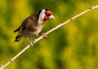 Filename=goldfinch_210410f.jpg
Filesize=202KB
Dimensions=1000x714
Date added=Apr 21, 2010 goldfinch_210410f.jpg