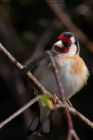 goldfinch_210412b.jpg