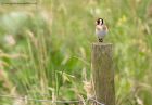 goldfinch_210711a.jpg