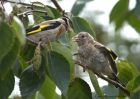 goldfinch_210810d.jpg