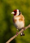 Filename=goldfinch_220410d.jpg
Filesize=266KB
Dimensions=714x1000
Date added=Apr 22, 2010 goldfinch_220410d.jpg