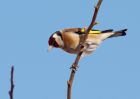 Filename=goldfinch_230309a.jpg
Filesize=158KB
Dimensions=800x571
Date added=Mar 23, 2009 goldfinch_230309a.jpg