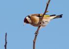 goldfinch_230309a.jpg