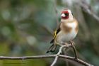 goldfinch_240313a.jpg