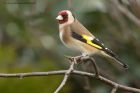 goldfinch_240313b.jpg