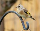Filename=goldfinch_240807a.jpg
Filesize=152KB
Dimensions=800x639
Date added=Nov 11, 2008 goldfinch_240807a.jpg