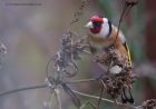 goldfinch_250212e.jpg