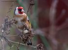 goldfinch_250212f.jpg