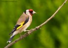 Filename=goldfinch_250510b.jpg
Filesize=247KB
Dimensions=1000x714
Date added=May 26, 2010 goldfinch_250510b.jpg