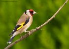 goldfinch_250510b.jpg