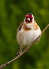 Filename=goldfinch_250510d.jpg
Filesize=272KB
Dimensions=714x1000
Date added=May 26, 2010 goldfinch_250510d.jpg