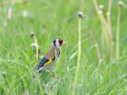 goldfinch_2505a.jpg