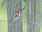 goldfinch_2505b.jpg