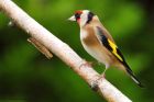 goldfinch_281215a.jpg