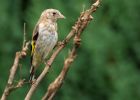 Filename=goldfinch_310809a.jpg
Filesize=228KB
Dimensions=900x643
Date added=Sep 06, 2009 goldfinch_310809a.jpg