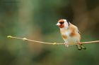 goldfinch_HB_270319a.jpg