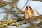 goldfinch_MMwwt_171219a.jpg