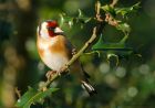 goldfinch_Wslack_170119a.jpg