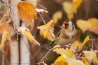 goldfinch_gdn_021119a.jpg