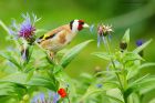 Filename=goldfinch_gdn_060622b.jpg
Filesize=779KB
Dimensions=1300x867
Date added=Aug 22, 2024 goldfinch_gdn_060622b.jpg