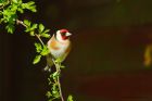 goldfinch_gdn_070420a.jpg