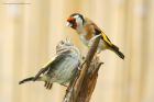 goldfinch_gdn_100620a.jpg