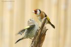 Filename=goldfinch_gdn_100620c.jpg
Filesize=665KB
Dimensions=1250x833
Date added=Apr 11, 2021 goldfinch_gdn_100620c.jpg