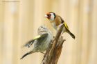 goldfinch_gdn_100620c.jpg