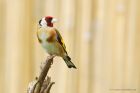 goldfinch_gdn_100620e.jpg