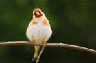 goldfinch_gdn_230521a.jpg