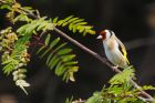 goldfinch_gdn_270520a.jpg